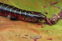 Diploglossus monotropis