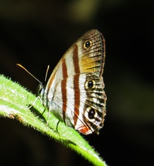Cissia labe