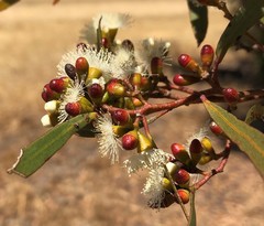 Eucalyptus leptophylla