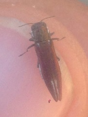 Agrilus quadriguttatus niveiventris