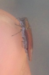 Agrilus quadriguttatus niveiventris