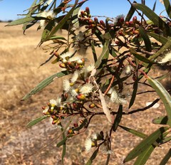 Eucalyptus leptophylla