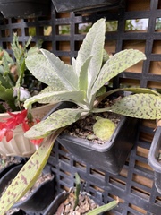 Kalanchoe gastonis-bonnieri