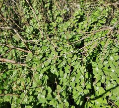 Pseudodictamnus acetabulosus