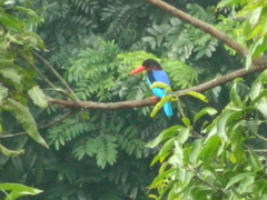 Halcyon cyanoventris