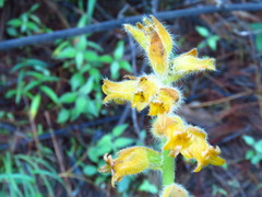 Dichromanthus aurantiacus