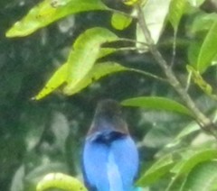 Halcyon cyanoventris