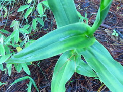 Dichromanthus aurantiacus