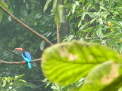 Halcyon cyanoventris