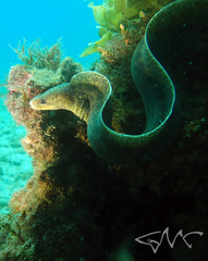 Highfin Moray photo 5