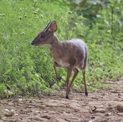 Nesotragus moschatus