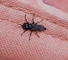 Tachysphex nigerrimus