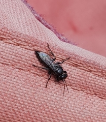 Tachysphex nigerrimus