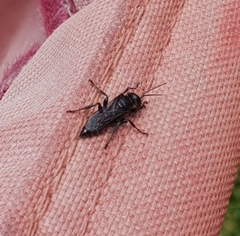 Tachysphex nigerrimus