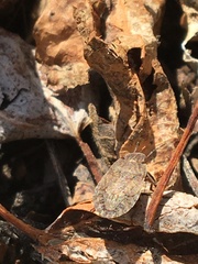 Sciocoris microphthalmus