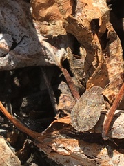 Sciocoris microphthalmus