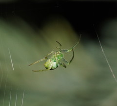 Araneus psittacinus