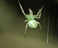 Araneus psittacinus