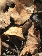 Sciocoris microphthalmus