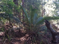Lepidozamia peroffskyana