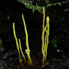 Clavulinopsis amoena
