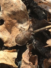 Sciocoris microphthalmus