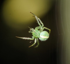 Araneus psittacinus