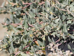 Atriplex maximowicziana
