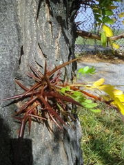 Gleditsia triacanthos