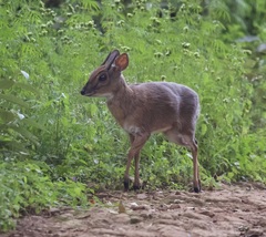 Nesotragus moschatus