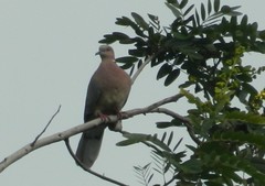 Streptopelia bitorquata