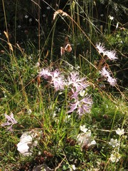 Dianthus superbus alpestris