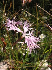 Dianthus superbus alpestris