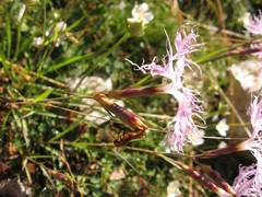 Dianthus superbus alpestris
