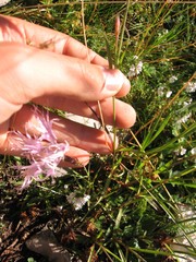 Dianthus superbus alpestris