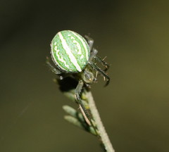 Araneus ginninderranus