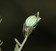 Araneus ginninderranus