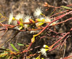 Eucalyptus leptophylla