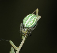 Araneus ginninderranus