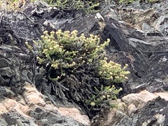 Ozothamnus leptophyllus