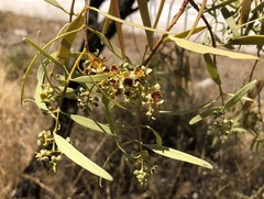 Santalum acuminatum