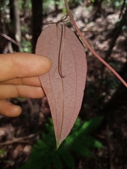 Smilax glyciphylla