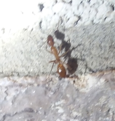 Camponotus festinatus