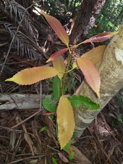Schizomeria ovata