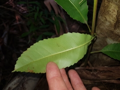 Schizomeria ovata
