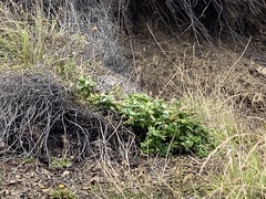 Veronica stricta macroura