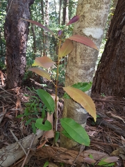 Schizomeria ovata