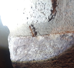 Camponotus festinatus