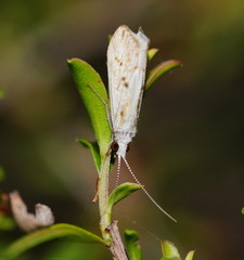 Asmicridea edwardsii