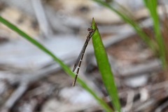 Austrolestes annulosus